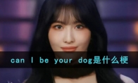 can I be your dog是什么意思 来源